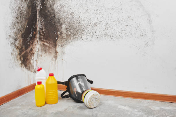 Best Professional Mold Removal  in Montara, CA