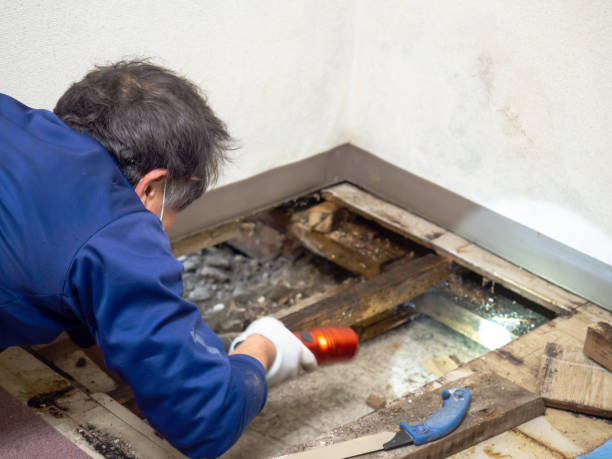 Best Local Mold Removal Service  in Montara, CA
