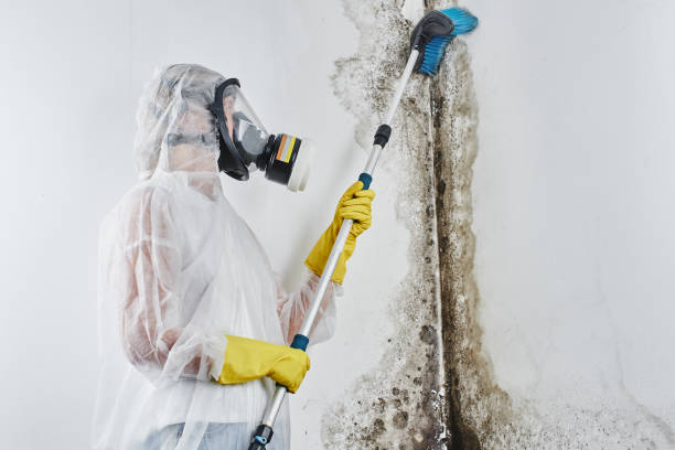 Best Fast Mold Removal  in Montara, CA
