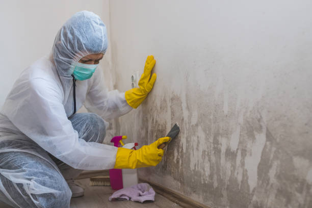 Best Home Mold Removal  in Montara, CA