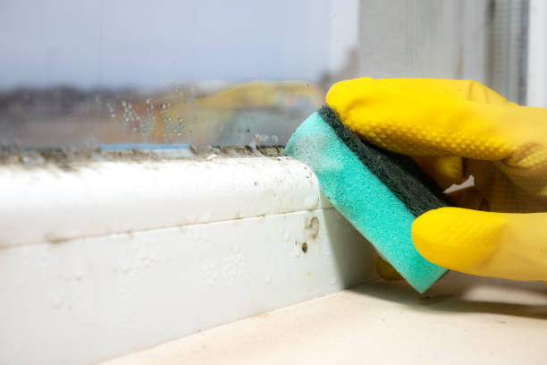 Best Mold Testing  in Montara, CA