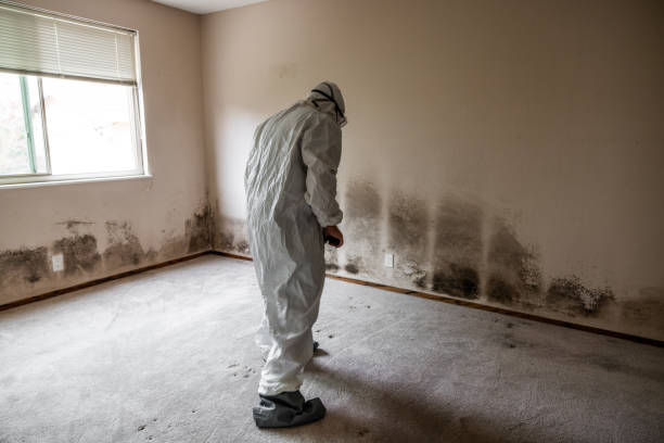 Professional Mold Removal in Montara, CA
