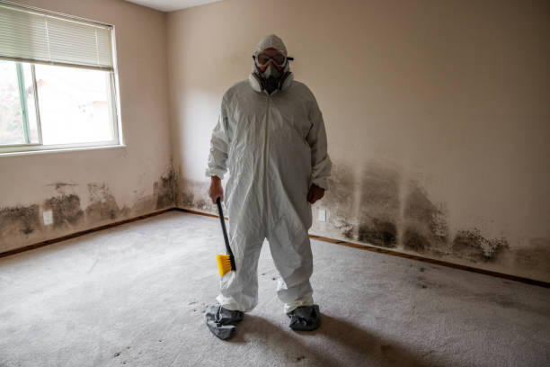 Attic Mold Removal in Montara, CA
