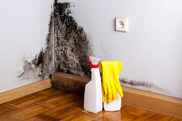 Best Fast Mold Removal  in Montara, CA