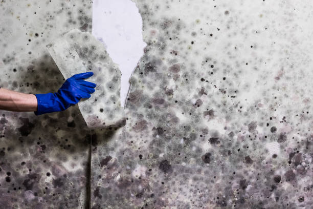 Best Professional Mold Removal  in Montara, CA